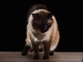 Beautiful balinese cat isolated on black Royalty Free Stock Photo