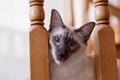 Balinese cat portrait face blue eyes