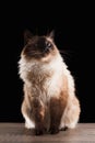 Beautiful balinese cat isolated on black Royalty Free Stock Photo