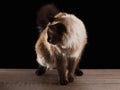 Beautiful balinese cat isolated on black Royalty Free Stock Photo