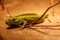 Beautiful Balkan Green Lizard - Lacerta trilineata Royalty Free Stock Photo