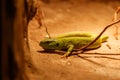 Beautiful Balkan Green Lizard - Lacerta trilineata Royalty Free Stock Photo