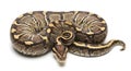 Beautiful Ball Python Coiled in a Studio Shot, Showcasing its Intricate Brown and Yellow Scaly Patterns, a Popular Exotic Pet and Royalty Free Stock Photo