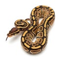 Ball Python on White Background with Tongue Out Royalty Free Stock Photo
