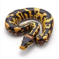 Stunning Yellow and Black Ball Python Snake Coiled on White Background