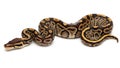 Beautiful Ball Python on White Background Captive Bred Snake Royalty Free Stock Photo