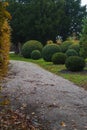 Beautiful ball-shaped green coniferous bushes in the autumn park.