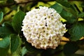 Beautiful ball of white flowers