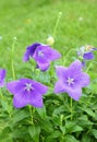 Beautiful Balloon flower Royalty Free Stock Photo