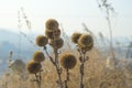 Beautiful balls of dried flowers