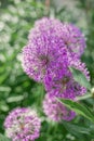 Beautiful balls of purple allium. Summer meddow or garden. Flower close up