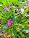 Beautiful balsams bloom on a plant