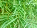 beautiful bambo leaves for background Royalty Free Stock Photo