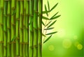 Beautiful bamboo border. Vector. Royalty Free Stock Photo