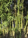 The beautiful bamboo