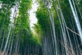 Beautiful  Bamboo forest at Arashiyama, Kyoto, Japan Royalty Free Stock Photo