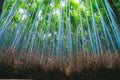 Beautiful bamboo forest at Arashiyama, Kyoto, Japan Royalty Free Stock Photo