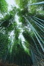 Beautiful bamboo forest at Arashiyama, Kyoto, Japan Royalty Free Stock Photo