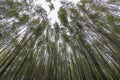 The beautiful bamboo forest of Arashiyama, Kyoto, Japan Royalty Free Stock Photo