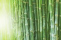 Beautiful bamboo forest, green nature background.