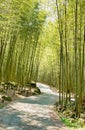 Beautiful bamboo forest in Taiwan