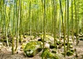 Beautiful bamboo forest in Taiwan