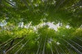 Beautiful bamboo forest scenery in Nikko, Japan Royalty Free Stock Photo