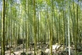 Beautiful bamboo forest in Taiwan