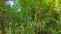Beautiful bamboo growing in the garden Broad Royalty Free Stock Photo