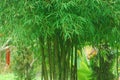 Beautiful bamboo landscape view stock image