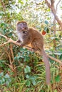 Beautiful bamboo lemur