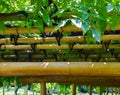 Beautiful bamboo pergola construction in japanese garden