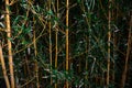 Beautiful bamboo plants with lush green leaves growing outdoors Royalty Free Stock Photo