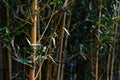 Beautiful bamboo plants with lush green leaves growing outdoors, closeup Royalty Free Stock Photo