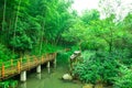 Beautiful bamboo sea