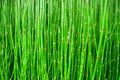 Beautiful bamboo texture background. Green asian plants. Royalty Free Stock Photo