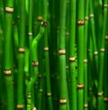 Beautiful bamboo texture background. Green asian plants. Royalty Free Stock Photo