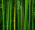 Beautiful bamboo texture background. Green asian plants. Royalty Free Stock Photo