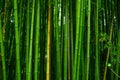 Beautiful bamboo texture background. Green asian plants. Royalty Free Stock Photo