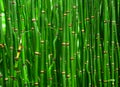 Beautiful bamboo texture background. Green asian plants. Royalty Free Stock Photo
