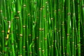 Beautiful bamboo texture background. Green asian plants. Royalty Free Stock Photo