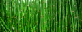 Beautiful bamboo texture background. Green asian plants. Royalty Free Stock Photo