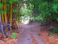A beautiful bamboo trail that leads to a river Royalty Free Stock Photo