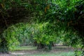 Beautiful bamboo tunnel at Waeruwan Garden in Phutthamonthon park,Nakhon Pathom,Thailand.