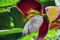 Banana florets or banana flowers in deep magenta color hanging in banana tree. Closeup of vespa affinis insects Royalty Free Stock Photo