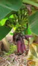 Beautiful banana flowers in the banana tree Royalty Free Stock Photo