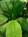 Beautiful banana plant.With big green leaves.