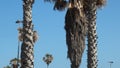 Beautiful banana tree in the old Jaffa, Tel Aviv