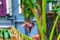 Beautiful Banana tree and pink bud Royalty Free Stock Photo