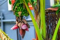 Beautiful Banana tree and pink bud Royalty Free Stock Photo